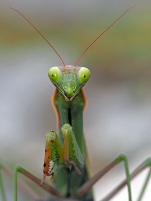 Europäische Gottesanbeterin (Mantis religiosa) beim Fliegenfang! Foto 1 - La mante religieuse.