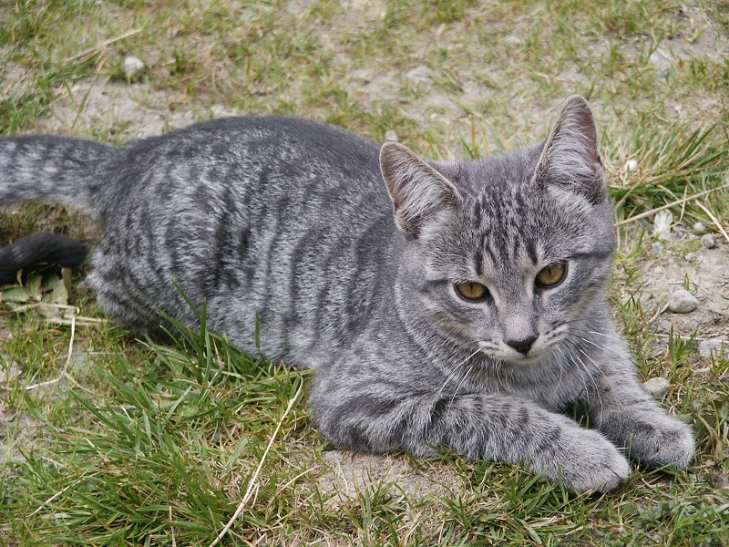Europäische Kurzhaarkatze Europäische Kurzhaarkatze