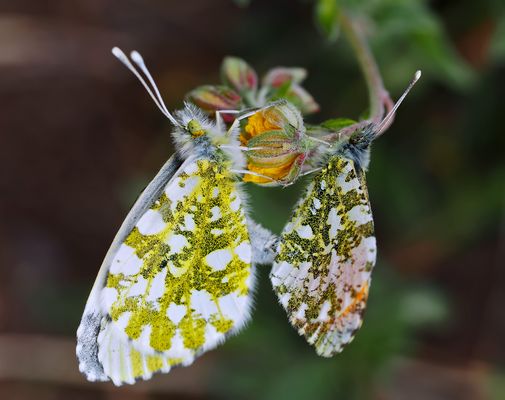Ewige Liebe, nur für uns zwei! (3. Foto) - L'aurore (Anthocharis cardamines): le mariage!