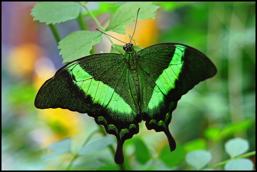 exotisch Foto & Bild tiere, wildlife, schmetterlinge Bilder auf