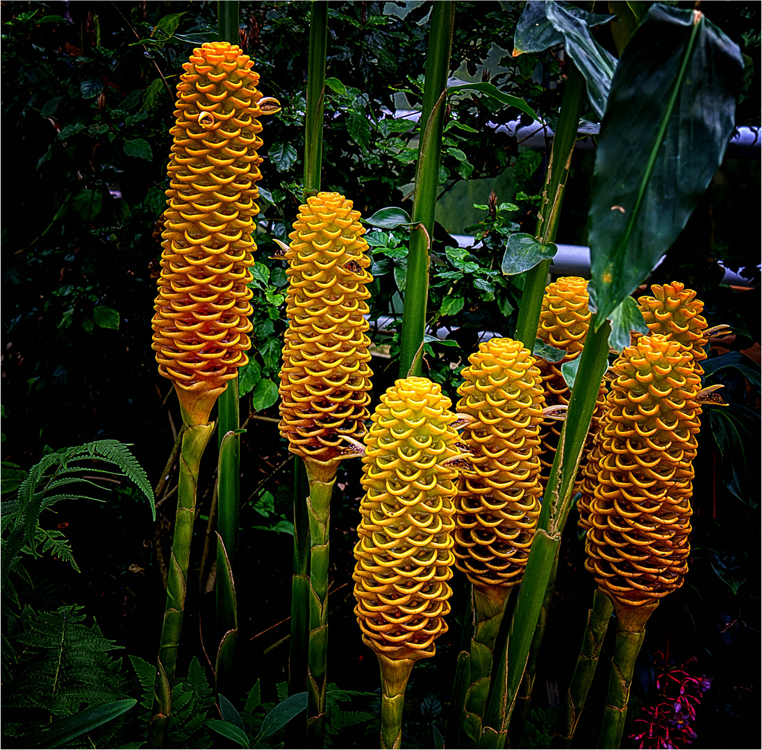 Exotische Ingwerpflanze Foto & Bild spezial, natur, blumen Bilder auf