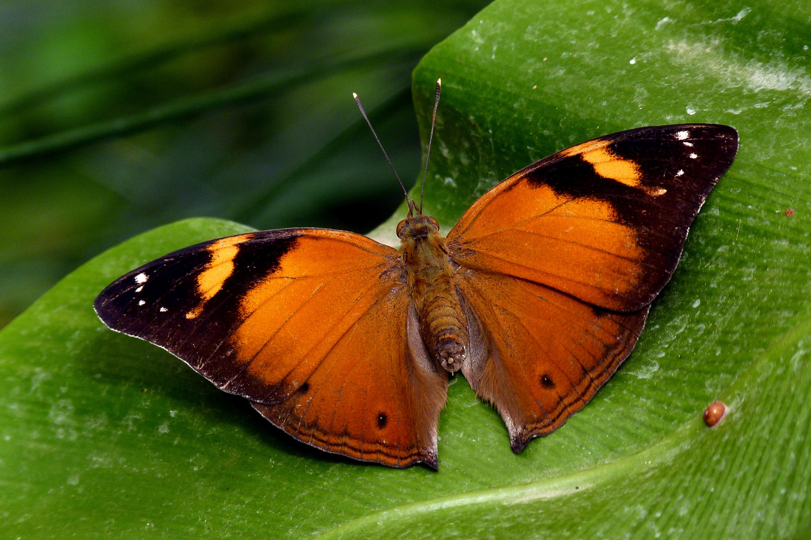 Exotischer Schmetterling (Garten der Schmetterlinge Bendorf-Sayn) Foto