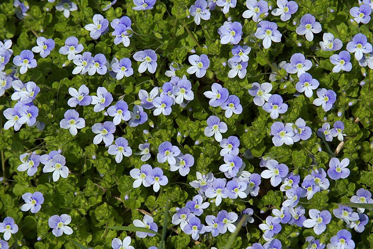 FadenEhrenpreis Foto & Bild pflanzen, pilze & flechten, blüten