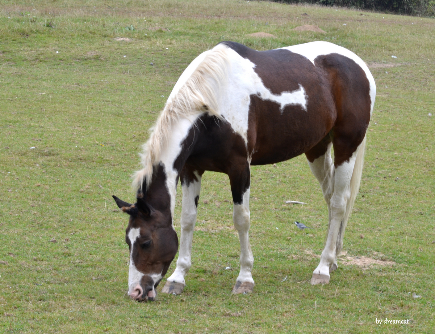 Schecke Pferd Schecke Pferd