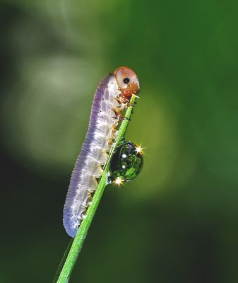 Faszinierendes Natur-Kunstwerk von einer winzigen Larve einer Blattwespe! 2. Foto * **
