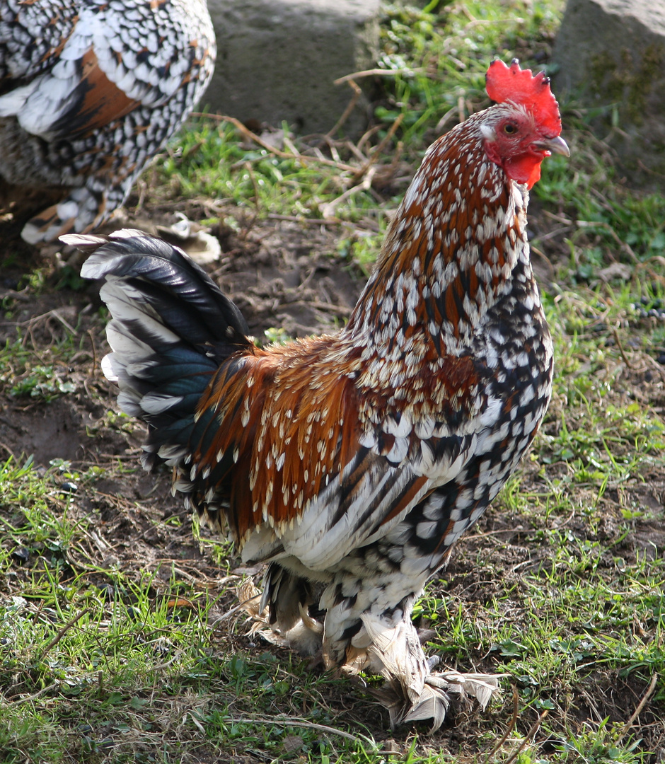 Federfüssiger Zwerghahn Foto & Bild tiere, zoo, wildpark & falknerei