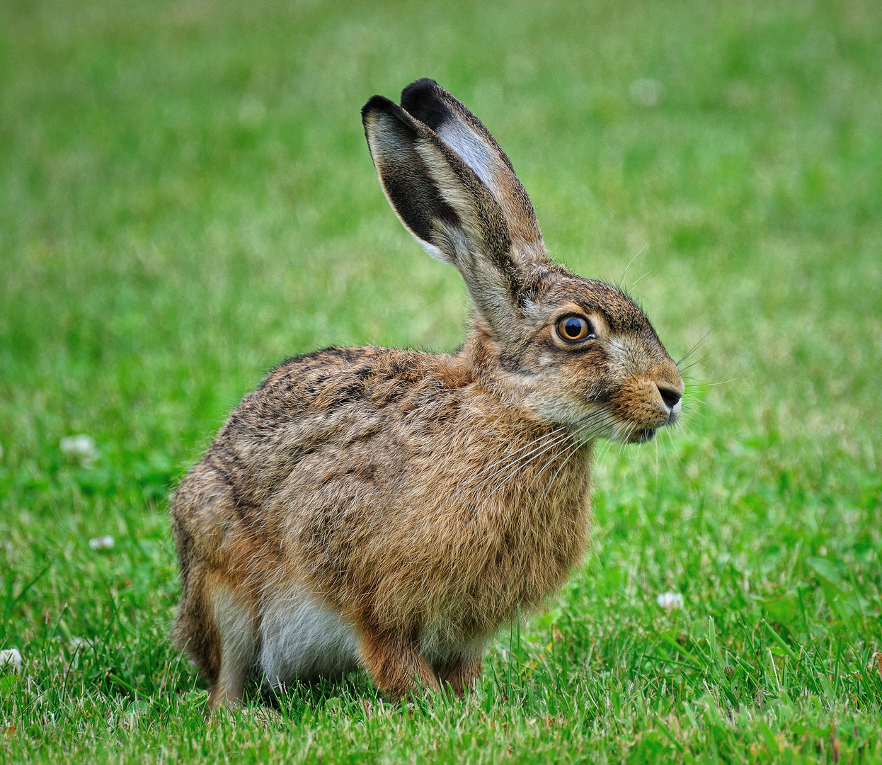 Feldhase Foto & Bild tiere, wildlife, säugetiere Bilder