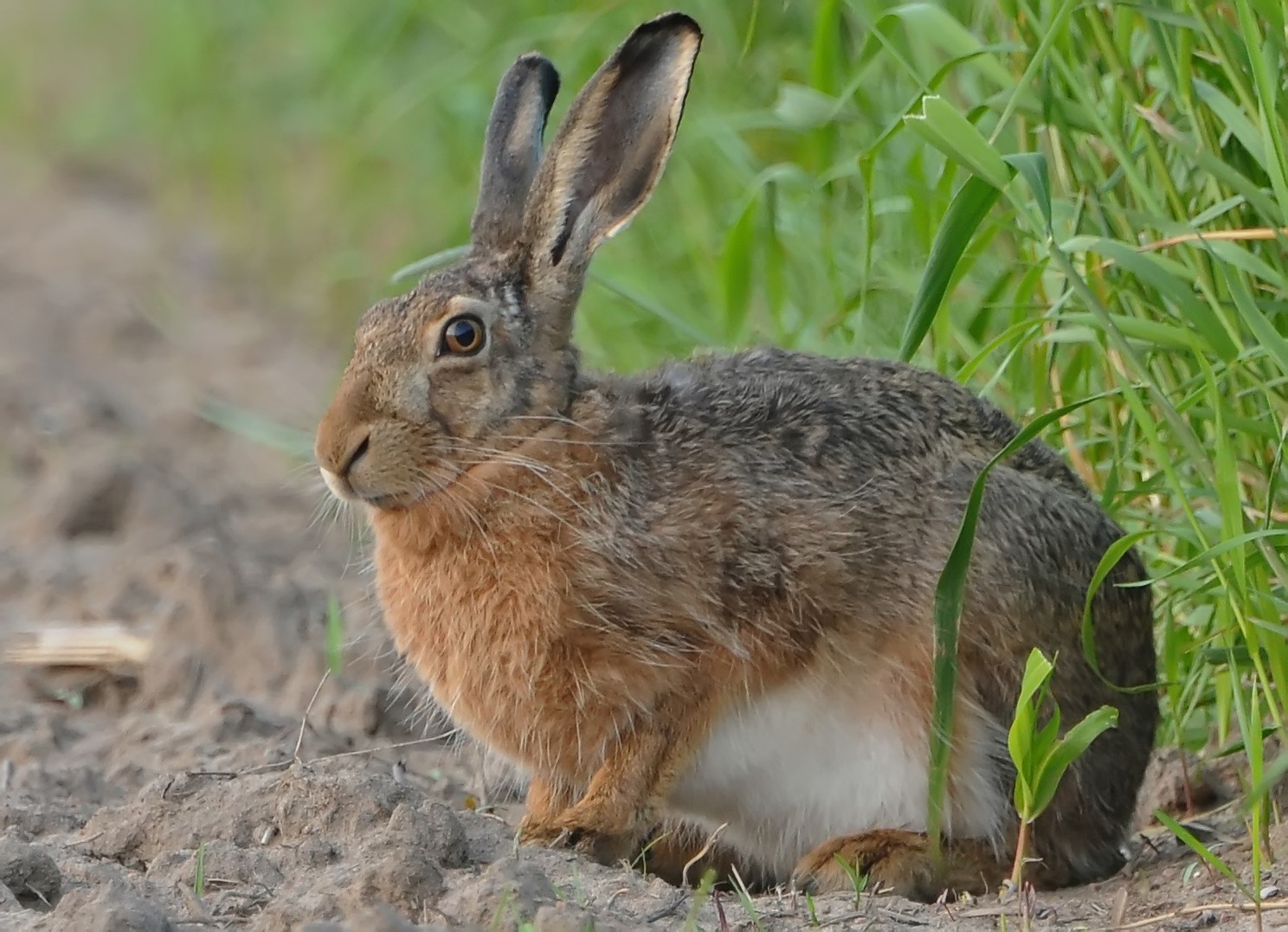 Feldhase bleibt cool Foto & Bild | tiere, wildlife, wildlife: sonstige