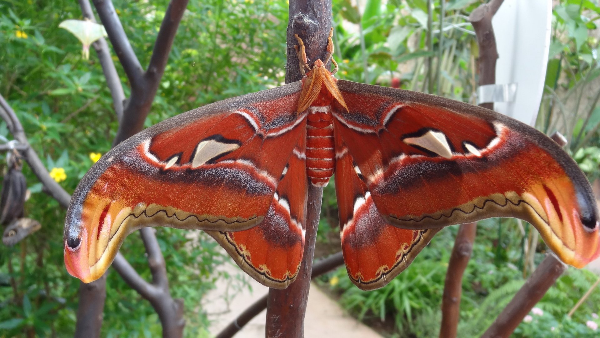 Fettes Exemplar. eins der größten Schmetterlinge der Welt. Foto & Bild tiere, zoo, wildpark