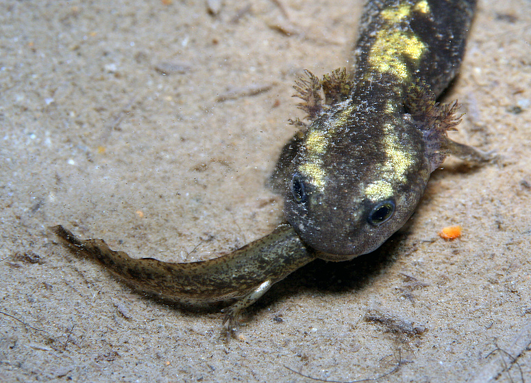 Feuersalamander als Kannibale entlarvt Foto & Bild | Unterwasser, UW