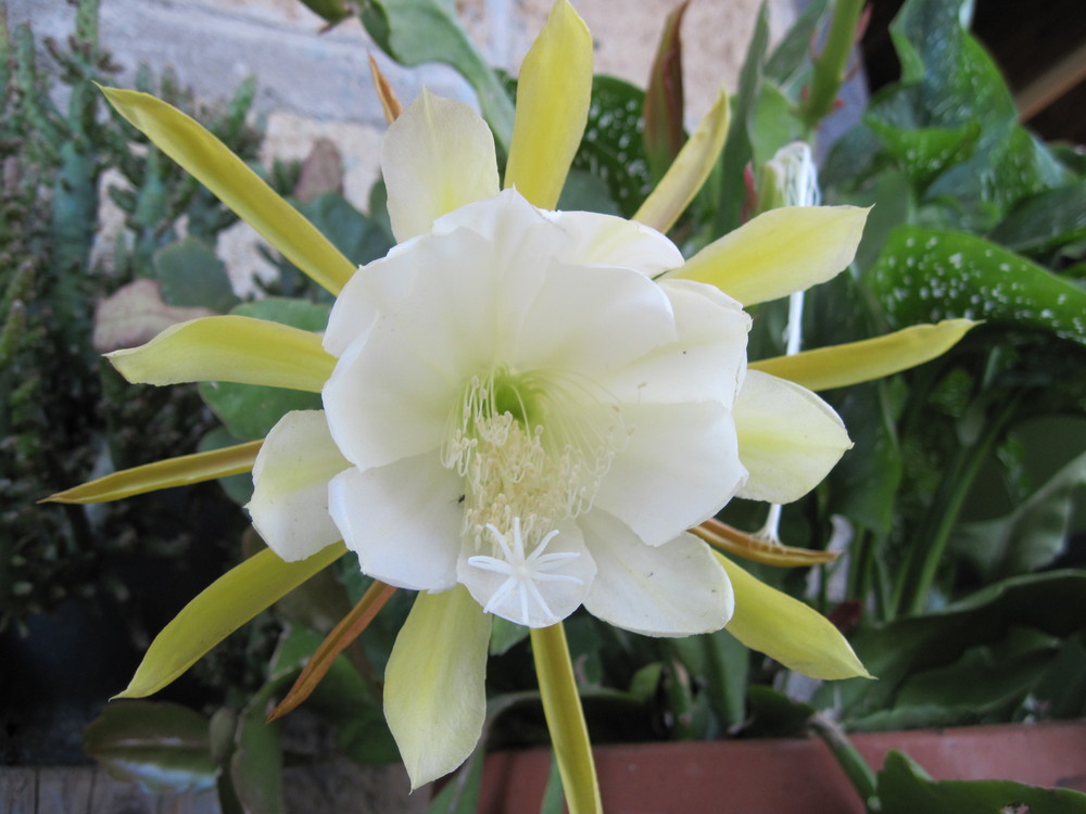 Fiore della pianta grassa lingua della suocera. Foto Immagini piante, fiori e funghi, natura