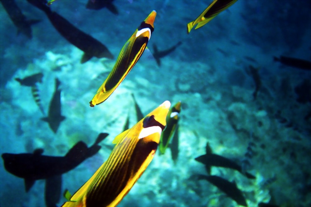 Fische im roten Meer Foto & Bild Natur, Wildlife, Tiere Bilder auf Fische im roten Meer Foto & Bild Natur, Wildlife, Tiere Bilder auf