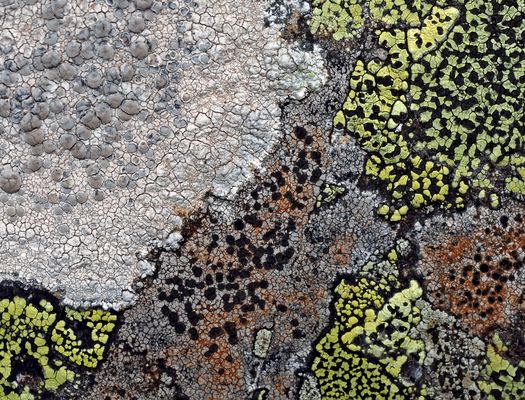 Flechtenfreuden! * - Les lichens réjouissent toujours par leurs belles couleurs!
