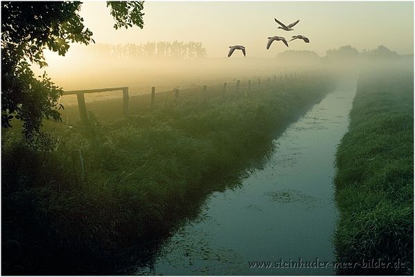 Fliegende Graugänse im Morgennebel bei Sonnenaufgang im Meerbruch am Steinhuder Meer
