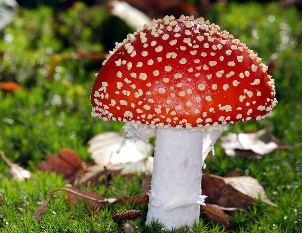 Fliegenpilz (Amanita muscaria var. muscaria) Foto &amp; Bild | pflanzen ...