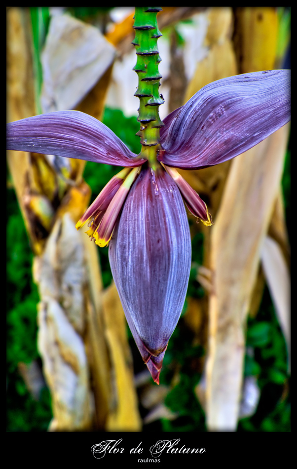Flor de platano. Imagen & Foto | plantas, flores, naturaleza Fotos de