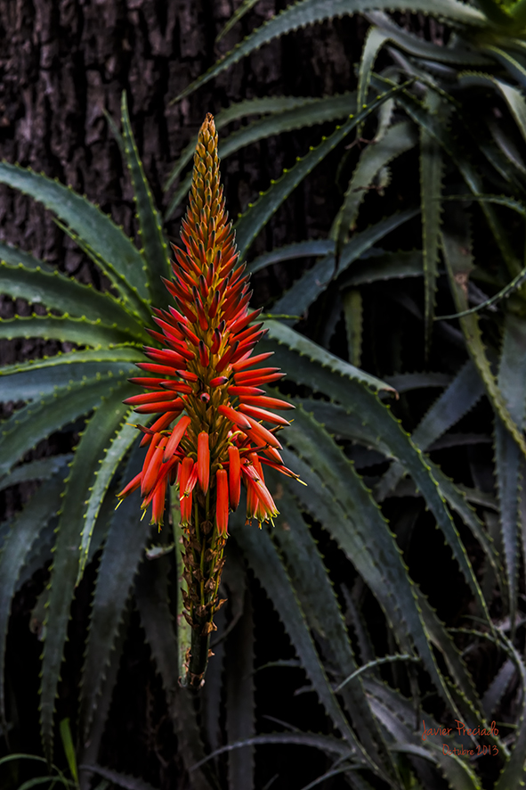 FLOR DE SABILA Imagen & Foto | naturaleza diversa , flores, naturaleza