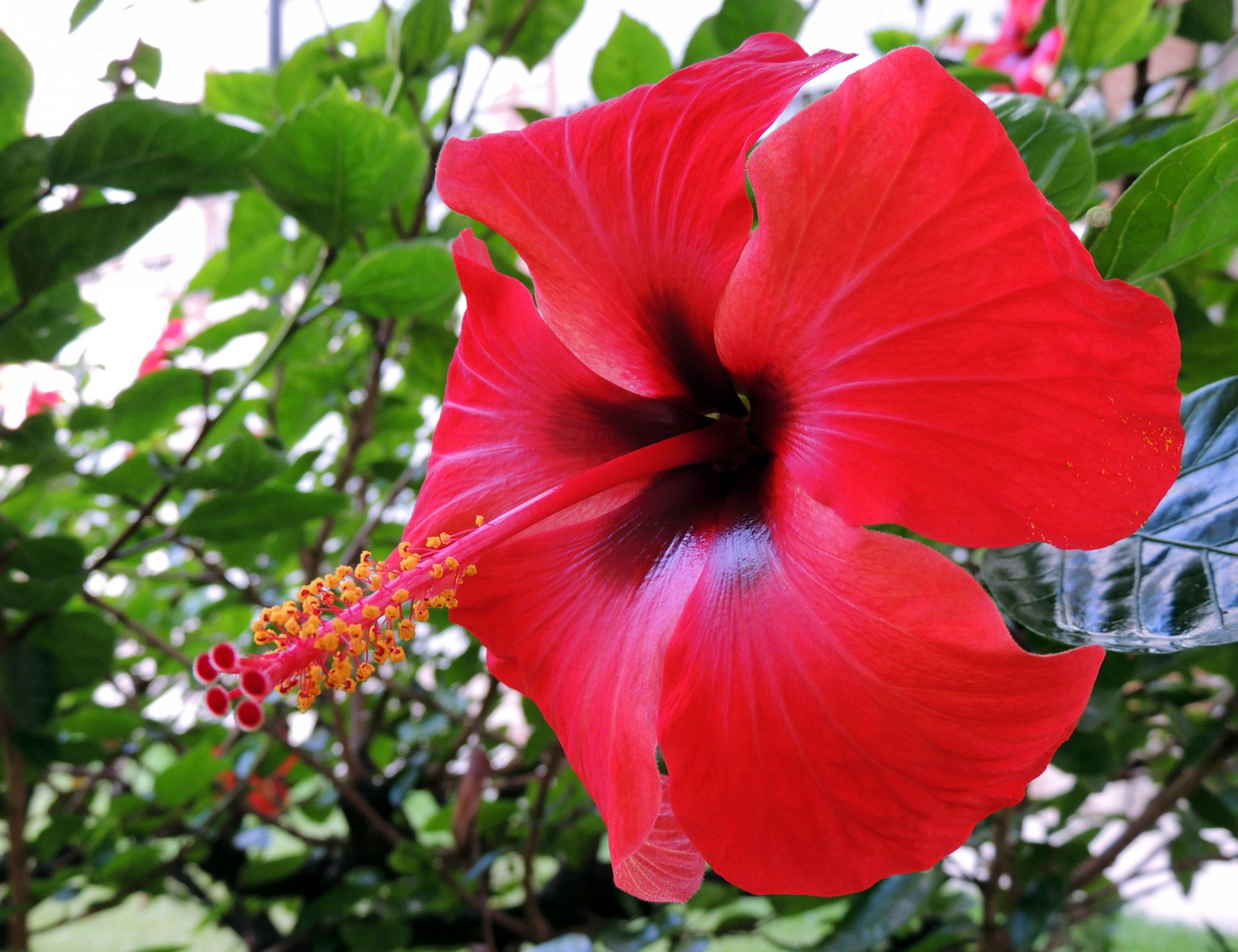 Flor de un dia Imagen & Foto plantas, flores, flora Fotos de Flor de un dia Imagen & Foto plantas, flores, flora Fotos de