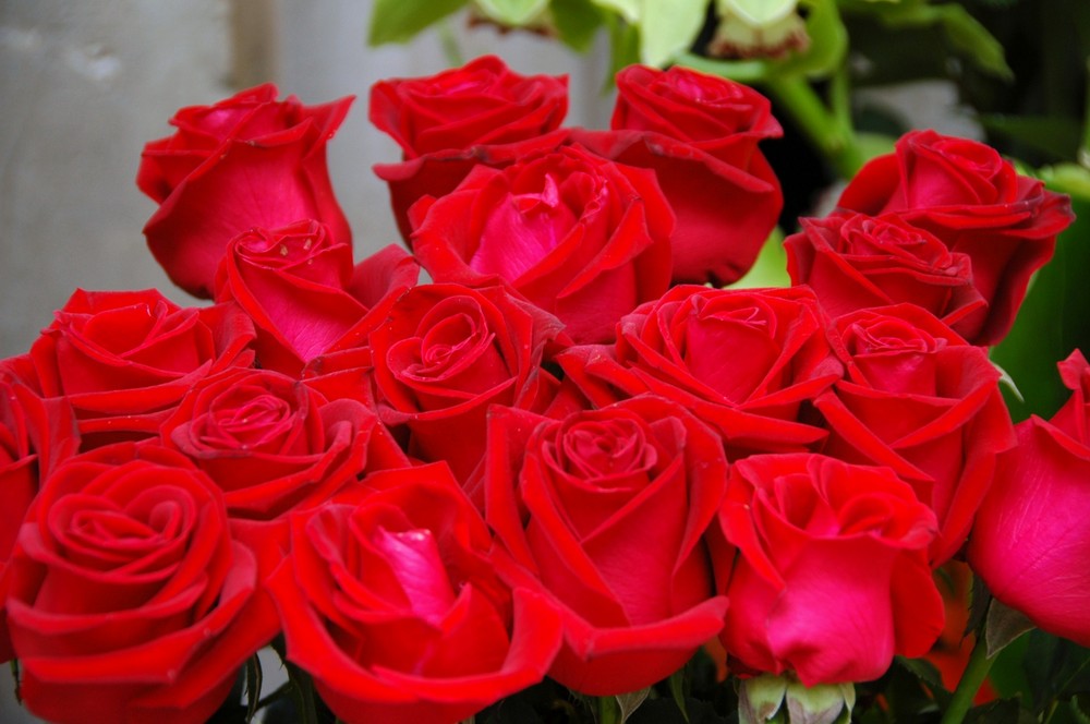 Imagenes De Flores Juntas | flores rojas juntas alegria imagen foto plantas Imagenes De Flores Juntas | flores rojas juntas alegria imagen foto plantas