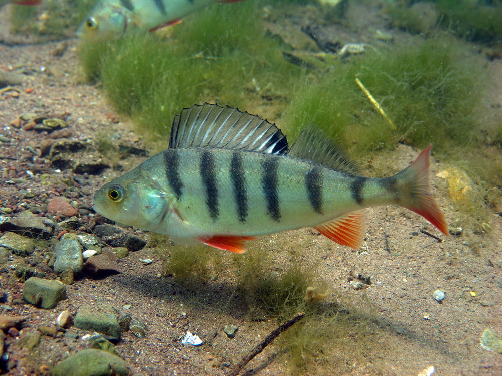 Flussbarsch Foto & Bild unterwasser, uwsüsswasser, naturkreativ