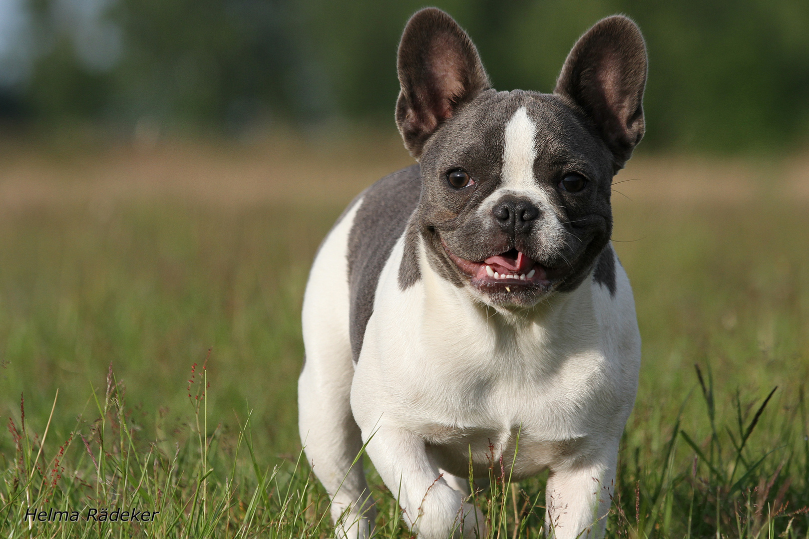 Französische Bulldogge Belinda Foto & Bild tiere, haustiere, hunde Bilder auf