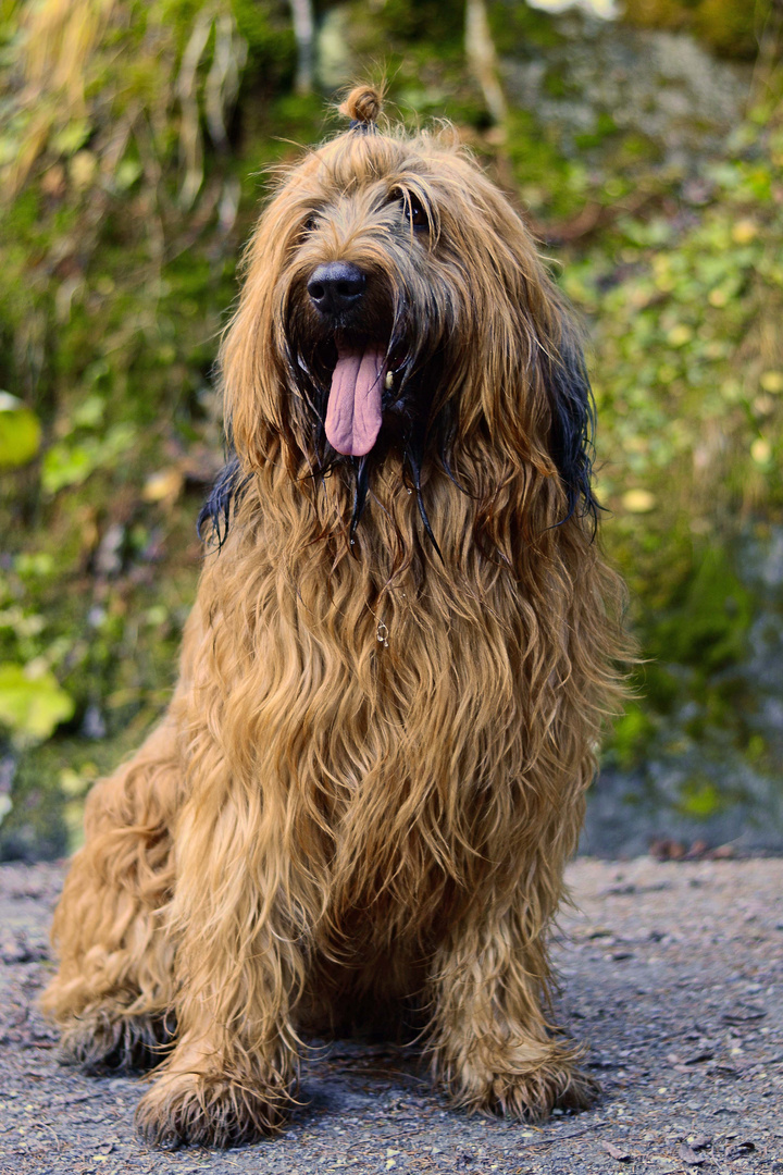 Französischer Hirtenhund Foto & Bild tiere, haustiere, hunde Bilder