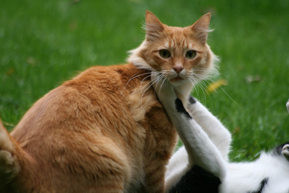 Freunde Foto & Bild tiere, haustiere, katzen Bilder auf