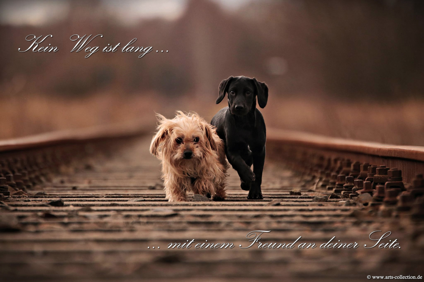 Freundschaft Foto & Bild tiere, haustiere, hunde Bilder auf