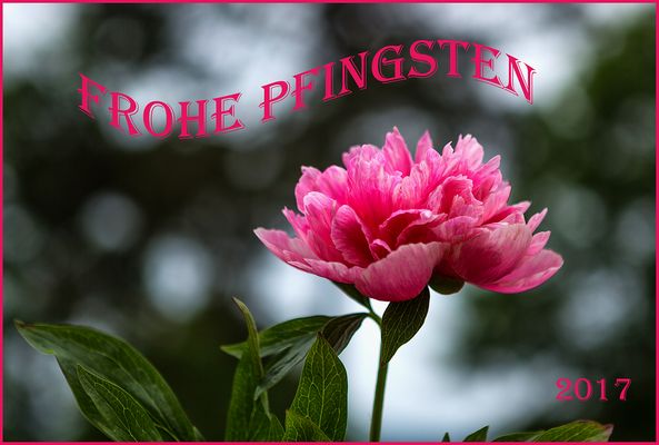 Rosen Bilder &amp; Fotos