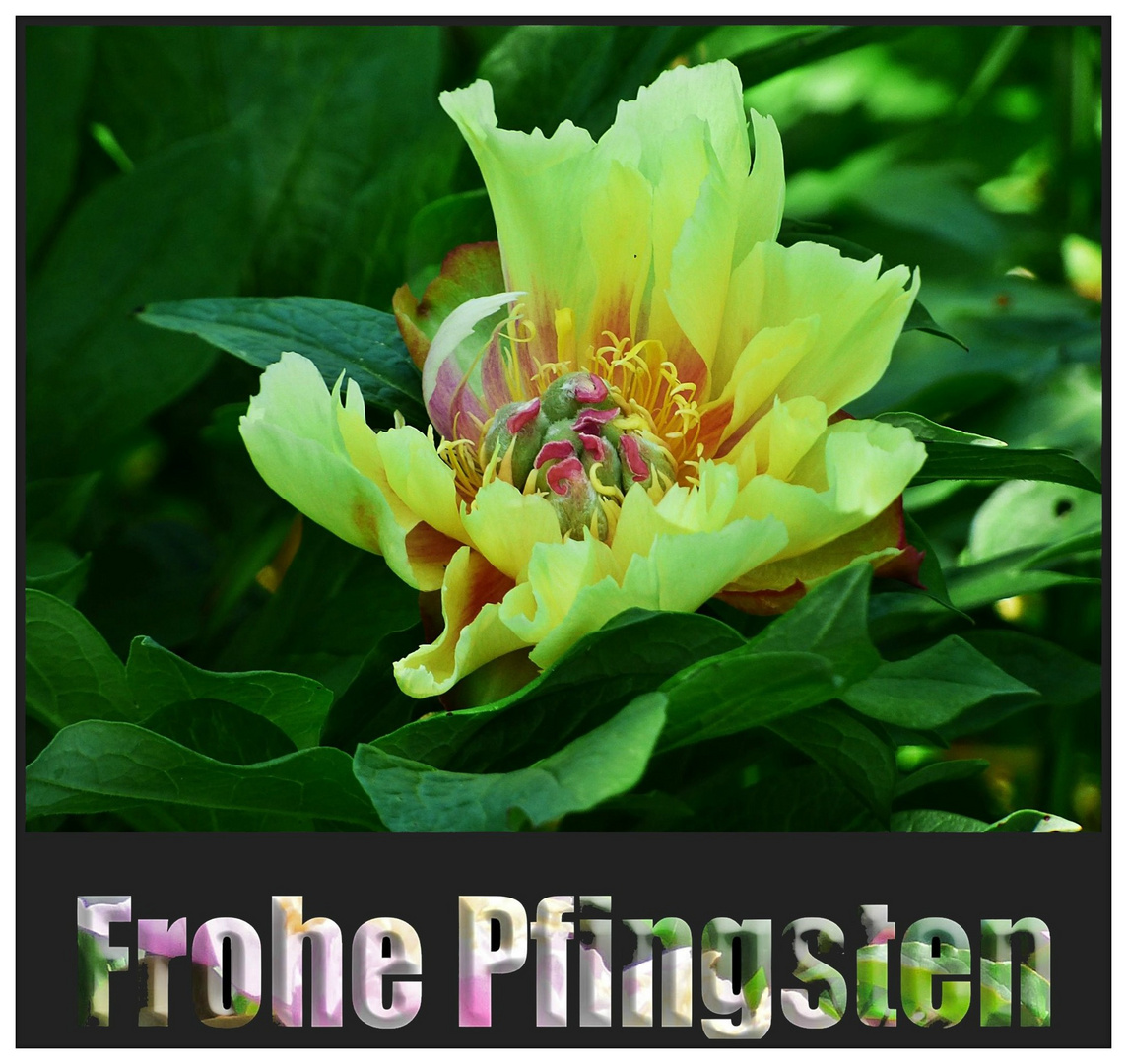 Frohe Pfingsten Foto & Bild spezial, pfingstgrüße Bilder auf