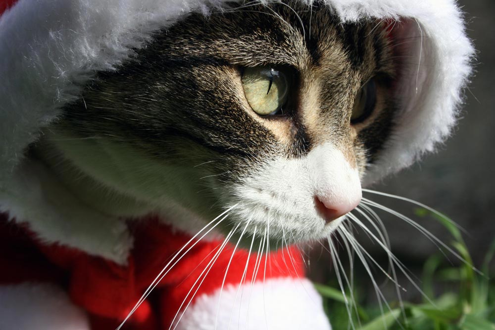 FROHE WEIHNACHTEN!! Foto & Bild Natur, Katzen, Tiere Bilder auf
