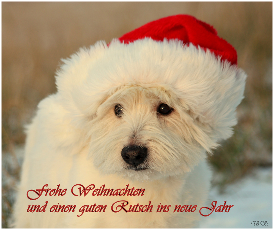 Frohe Weihnachten *** Foto & Bild tiere, haustiere, hunde Bilder auf