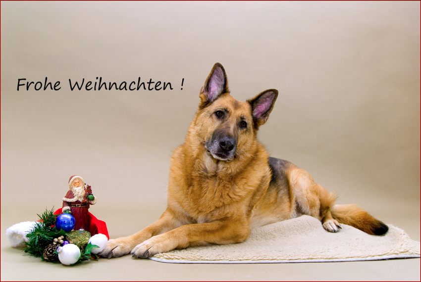 Frohe Weihnachten ! Foto &amp; Bild tiere, haustiere, hunde Bilder auf