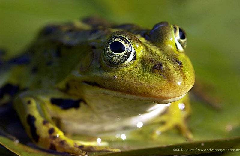 frosch frosch