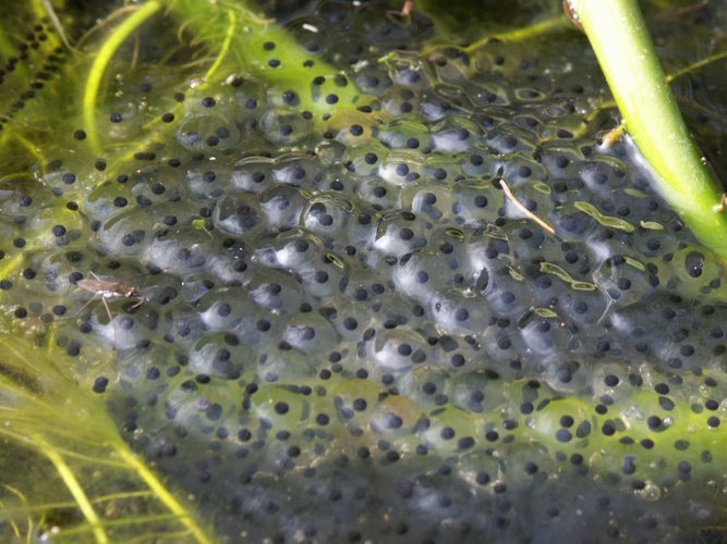 Froschlaich im Biotop Foto & Bild tiere, wildlife, amphibien