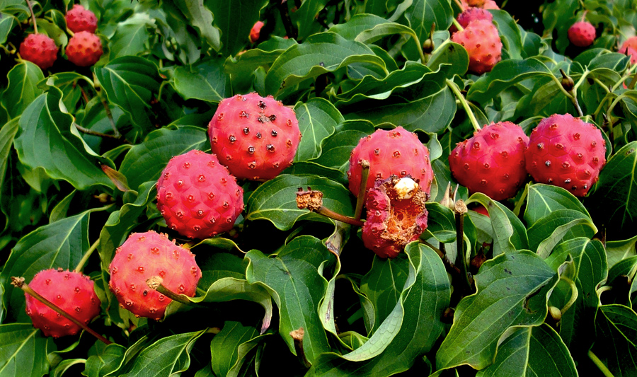 Früchte eines Cornus kousa! Foto & Bild pflanzen, pilze & flechten, früchte und beeren