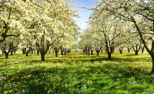 Blühende Bäume Fotos & Bilder auf