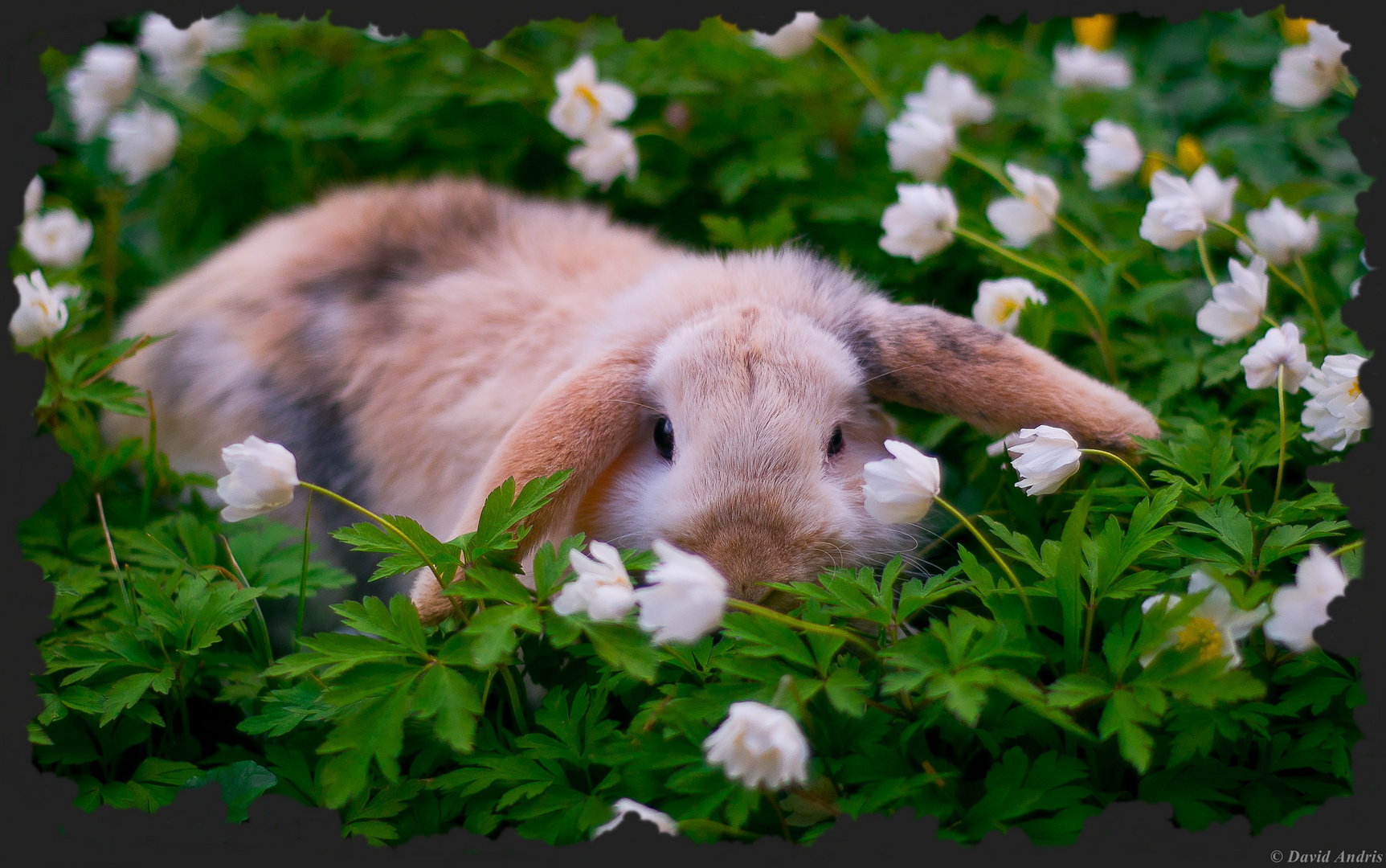 Frühling! Foto & Bild | karten und kalender, osterkarten, frühling