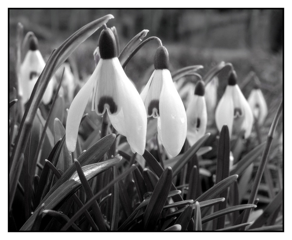 Frühling in Schwarz-Weiß Foto & Bild | pflanzen, pilze & flechten