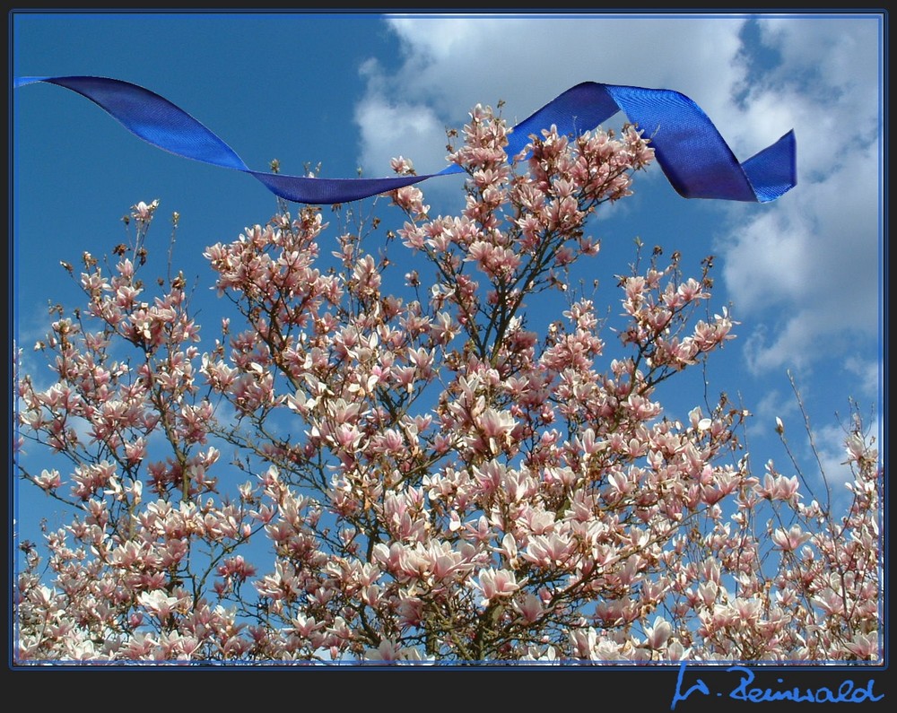 Frühling Lässt Sein Blaues Band Metrum www.fotocommunity.de