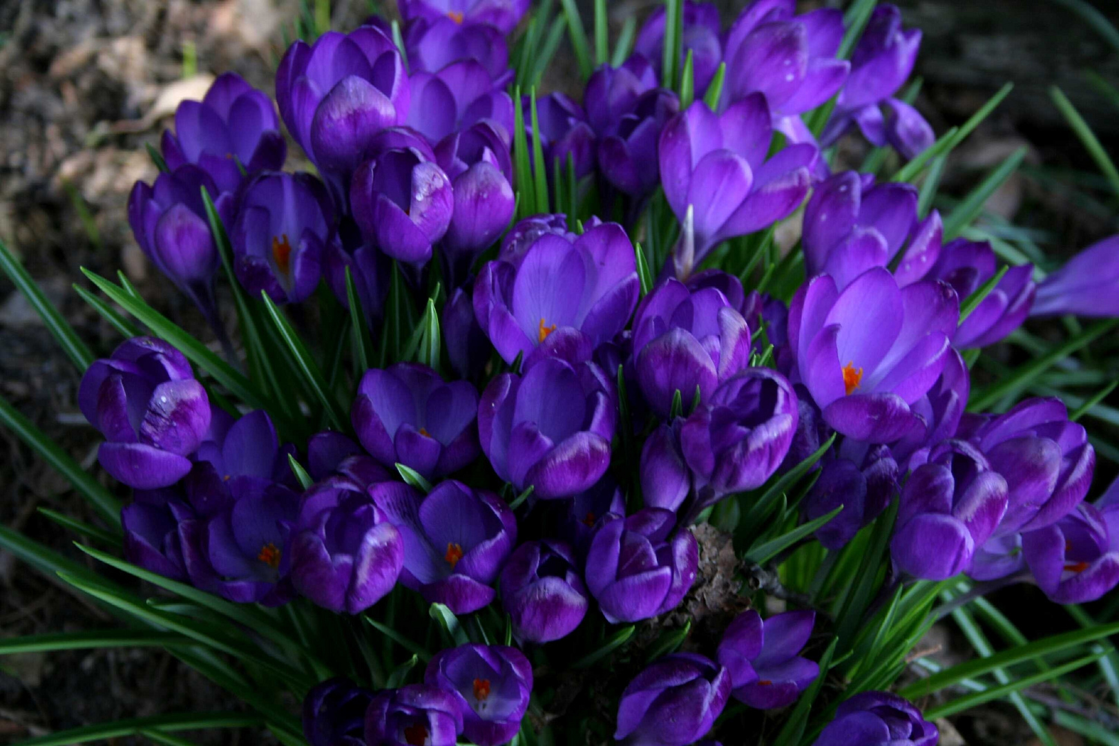Frühlingsblumen 15 Foto & Bild pflanzen, pilze & flechten, natur