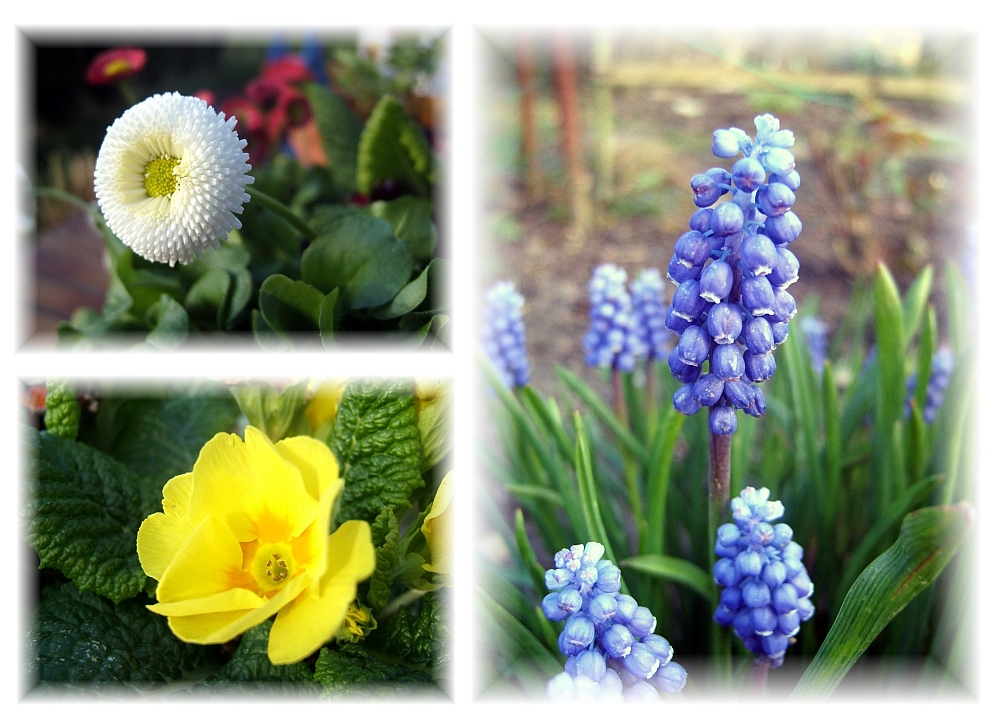 Frühlingsblumen Foto & Bild jahreszeiten, frühling, andere Bilder auf