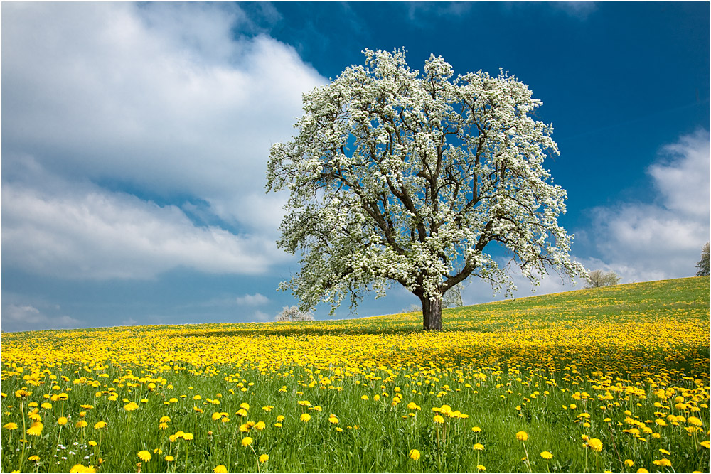 Frühlingswiese im April Foto & Bild europe, bodensee, international