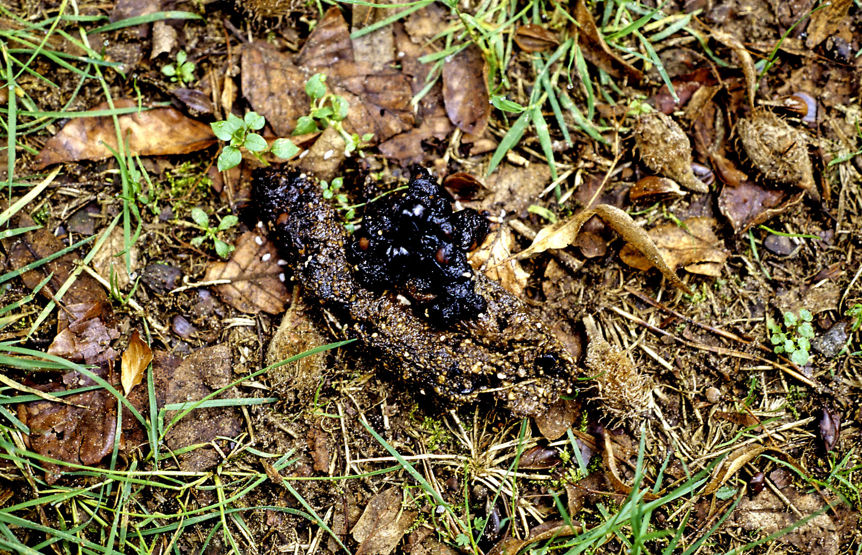 Fuchsbandwurm? Foto & Bild tiere, tier und mensch, natur