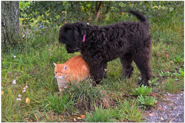 Fuchsie und Wicky-Emily werden Freunde (Zorrito y Wicky-Emily se hacen buenos amigos)