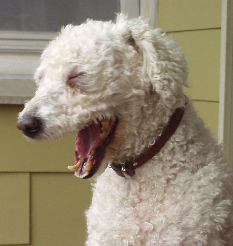 Gähnender Hund Foto &amp; Bild tiere, haustiere, hunde Bilder auf