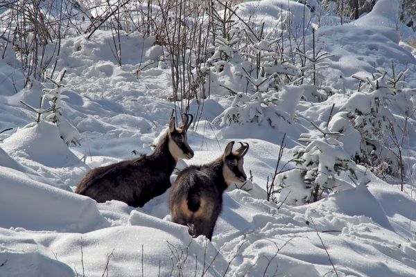 Gämsen (Rupicapra rupicapra) im tiefen Schnee! - Deux chamois dans la neige profonde!