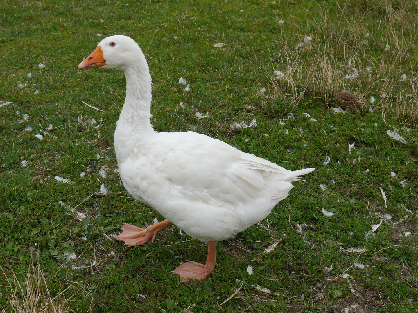 Gans Foto & Bild tiere, haustiere, nutztiere Bilder auf