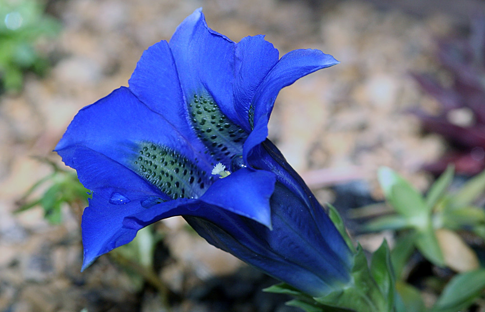 Gantiana acaulis Kochscher Enzian Foto & Bild alpenpflanzen garten