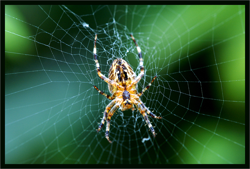 GartenSpinne Foto & Bild tiere, wildlife, spinnen Bilder auf
